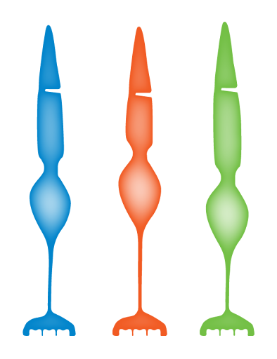 células cones do olho