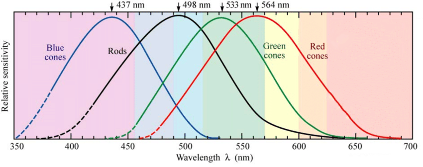 Gráfico representando visão normal. Fonte: 10.48550/arXiv.2003.03813